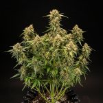 Royal Queen Seeds – Medusa F1 - Image 3
