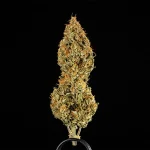 Royal Queen Seeds – Medusa F1 - Image 5