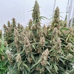 Royal Queen Seeds – Medusa F1 - Image 4