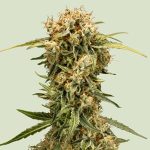 Royal Queen Seeds – Medusa F1