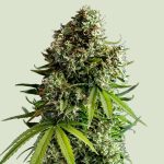Royal Queen Seeds – NYC Sour D Auto - Tyson 2.0